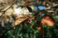 DSC09010.webp