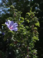 153.webp