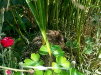 SDC16602.webp