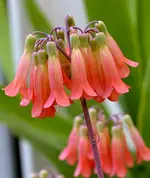 DSC_6683_Brutblatt_2_Bluten.webp