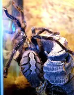 DSC_2341_Tarantel.webp