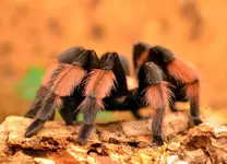 DSC_5605_Vogelspinne.webp