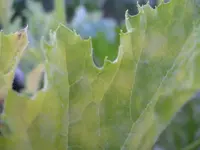 IMGP6866.webp
