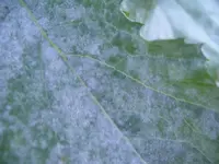 IMGP6865.webp