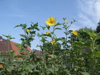 IMGP6858.webp