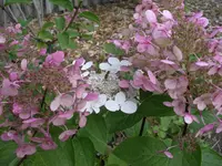 IMGP6856.webp