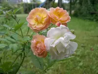 IMGP6855.webp