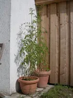 IMGP6862.webp