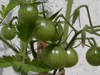 IMGP6861.webp