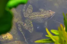 Frosch_21894.webp