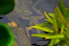 Frosch_21898.webp