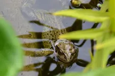 Frosch_21904.webp