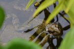 Frosch_21906.JPG