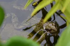 Frosch_21906.webp