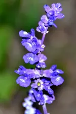 Salbei_21943.webp