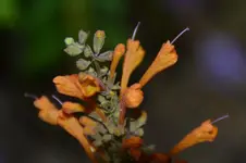 Ziersalbei_20889.webp