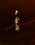 TiereMakro (32a).webp