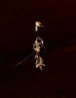 TiereMakro (32).webp