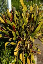 Epi knospen (2).webp