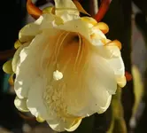epi Knospe.webp