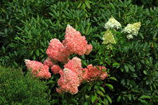 Vanilla Fraise_09082014_640_2.webp