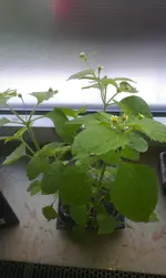 IMAG1032.webp