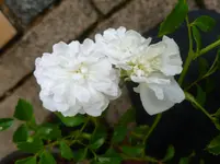 P1150738.webp
