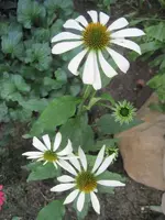 Echinacea White Swan 2.webp