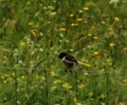 schwarz3.webp