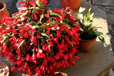 Kaktus Vollblüte 11.8..webp