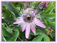 001.webp