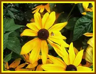 158.webp