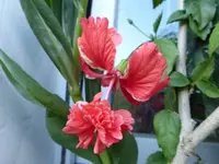 P1180328.webp