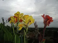 PICT6450.webp