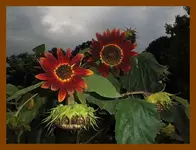 176.webp