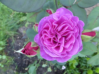 P1180300.webp