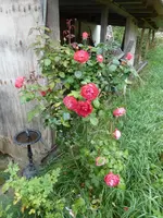 P1180477.webp