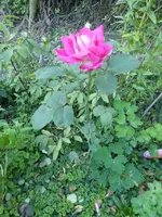 P1180312.webp