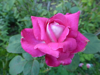 P1180313.webp