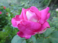 P1180315.webp