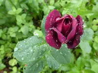 P1180442.webp