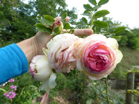 P1180352.webp