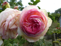 P1180353.webp