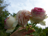 P1180355.webp