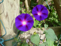 P1180342.webp