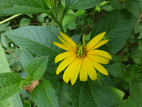 P1180344.webp