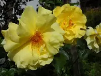 SAM_5195.webp