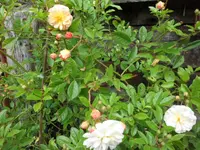 SAM_5205.webp