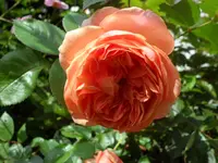 SAM_5199.webp