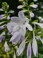 blume.webp